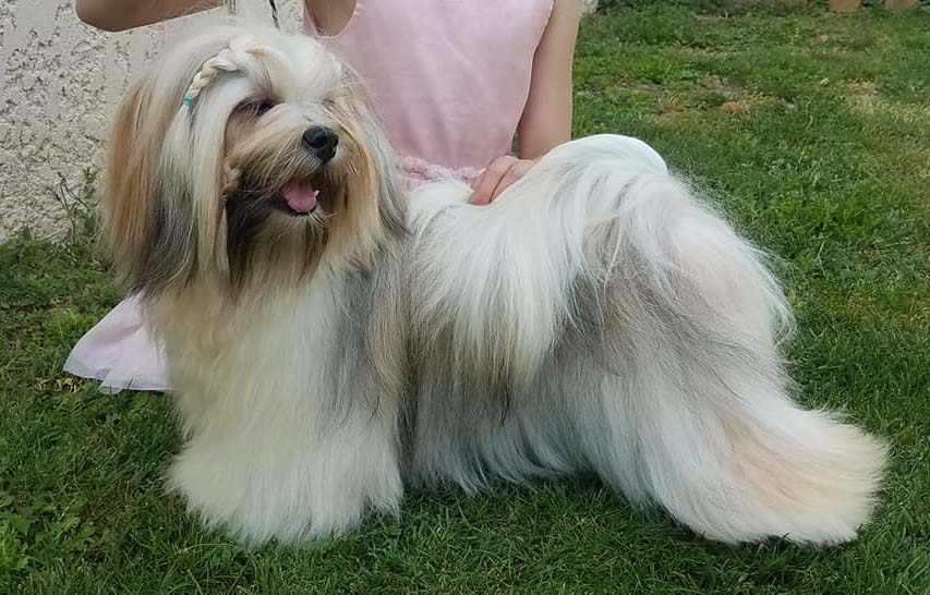 Lhassa Apso Du Chemin Des Trois Joyaux Lhassa Apso Femelles